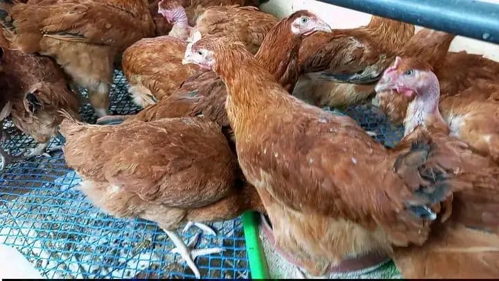 Four-week-old chicks